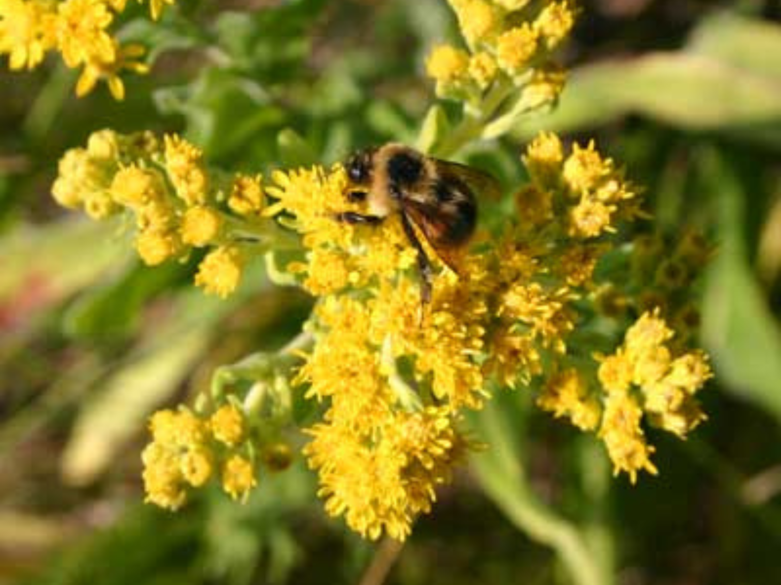 How Wildflowers Feed You