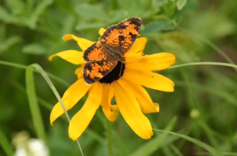 An orange and black butterfly on a flower with yellow petals and a black centre.