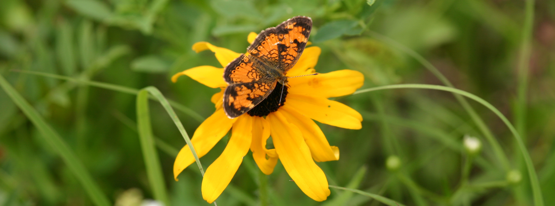 An orange and black butterfly on a flower with yellow petals and a black centre.