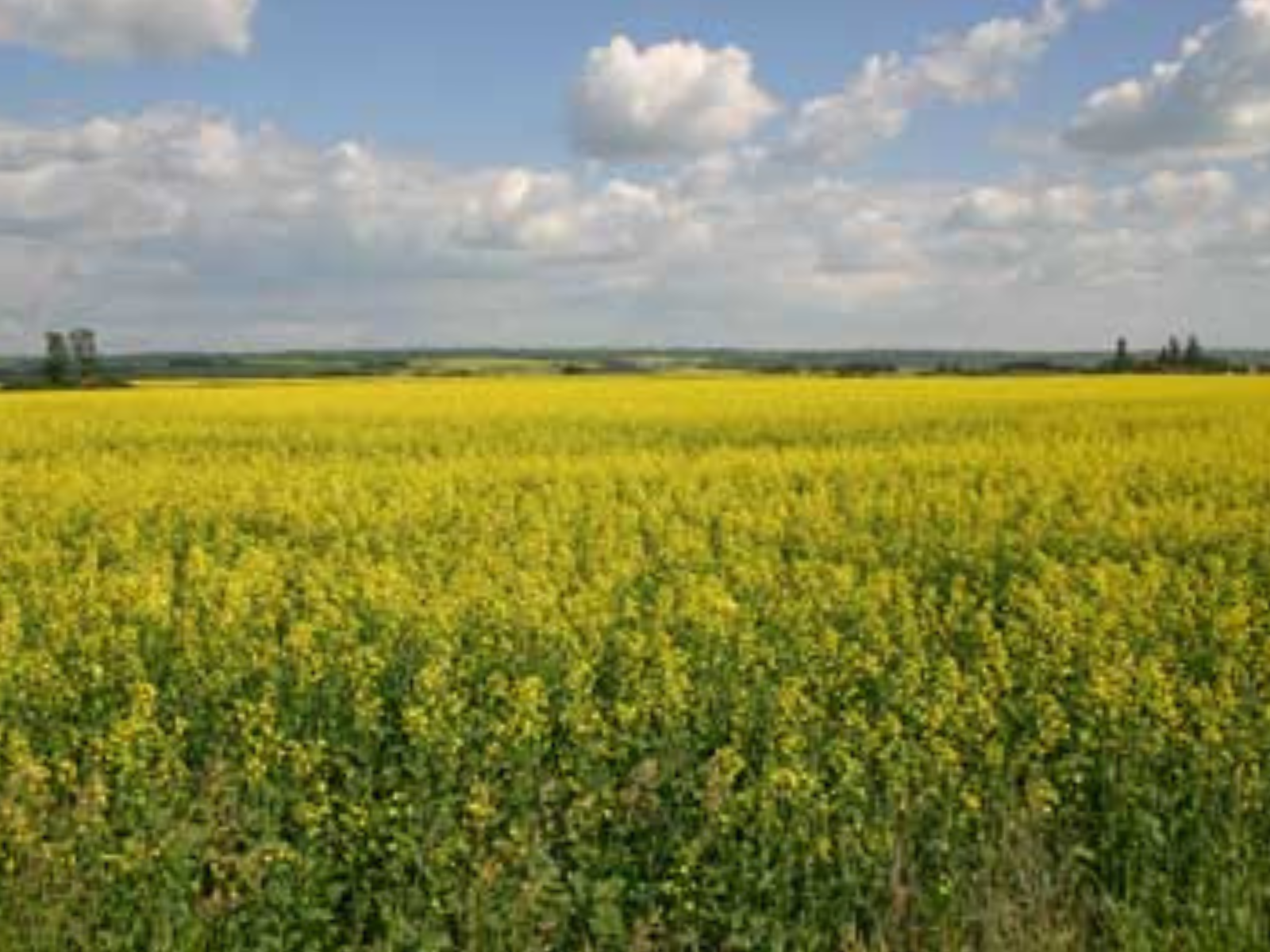 View looking out over a canola field, bright with yellow flowers under a blue sky.