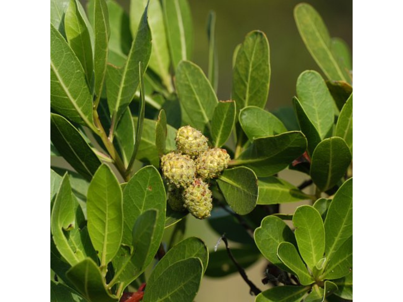 Bristley pods growing in clusters on a plant with elongated, waxy green leaves.