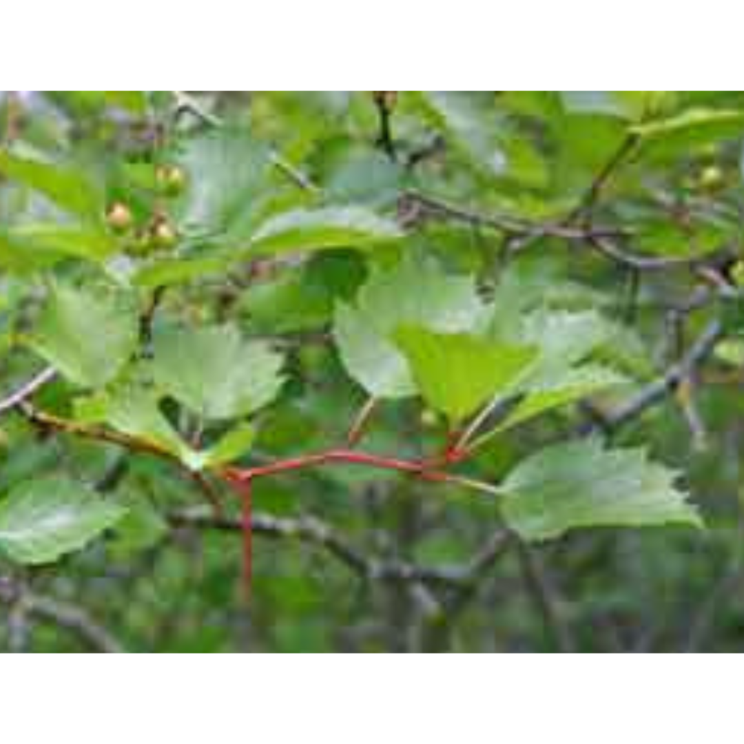 Close-up on a Hawthorn branch with spikey thorns along the branches.