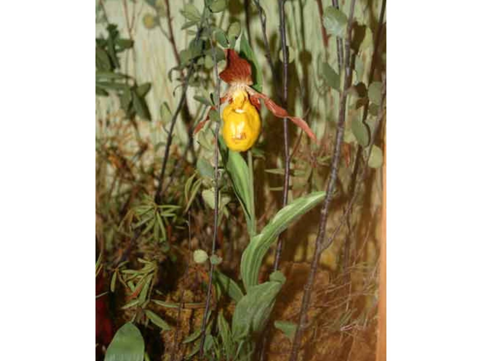 Close-up of a yellow lady's slipped flower in a Museum diorama. A yellow and red iris-like plant with overlapping long, thin leaves wrapping around the stem.