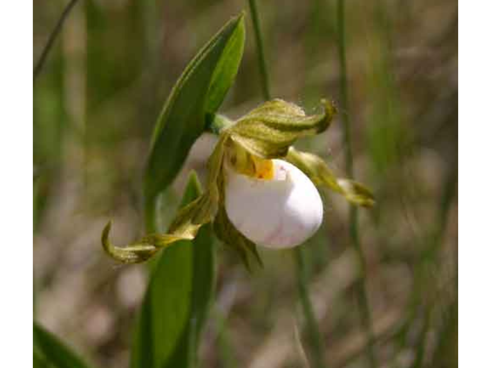 Close-up on a small white bulbous orchid.