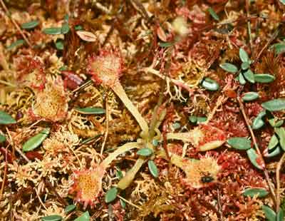 An orange-red plant on a leaved ground, with leaves that are covered with long tentacles, each topped with a drop of clear, sticky mucilage.