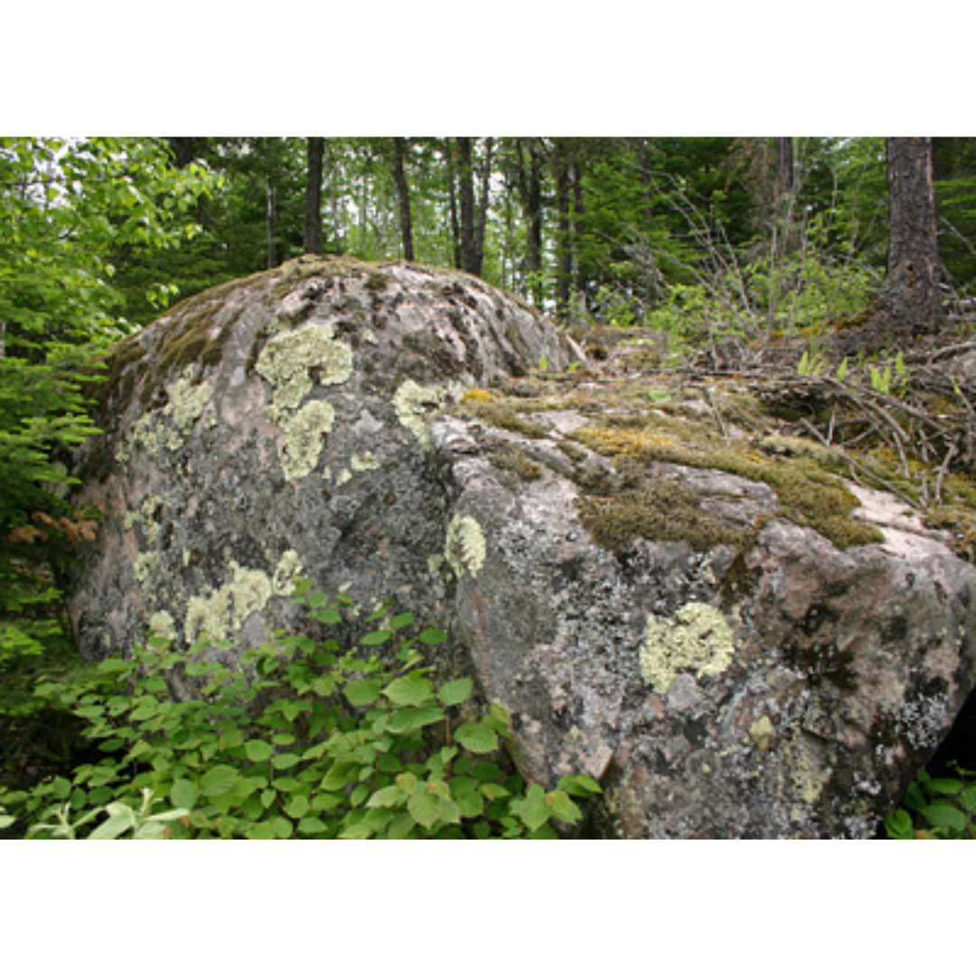 A large rock covered in lichen and mosses in a wooded area.