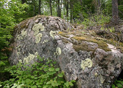 A large rock covered in lichen and mosses in a wooded area.