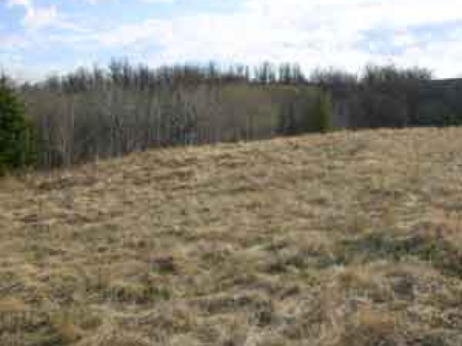 View over a landscape of matted green-brown grass.