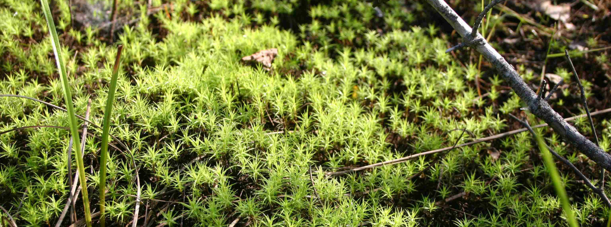 Close -up on frilly green moss.