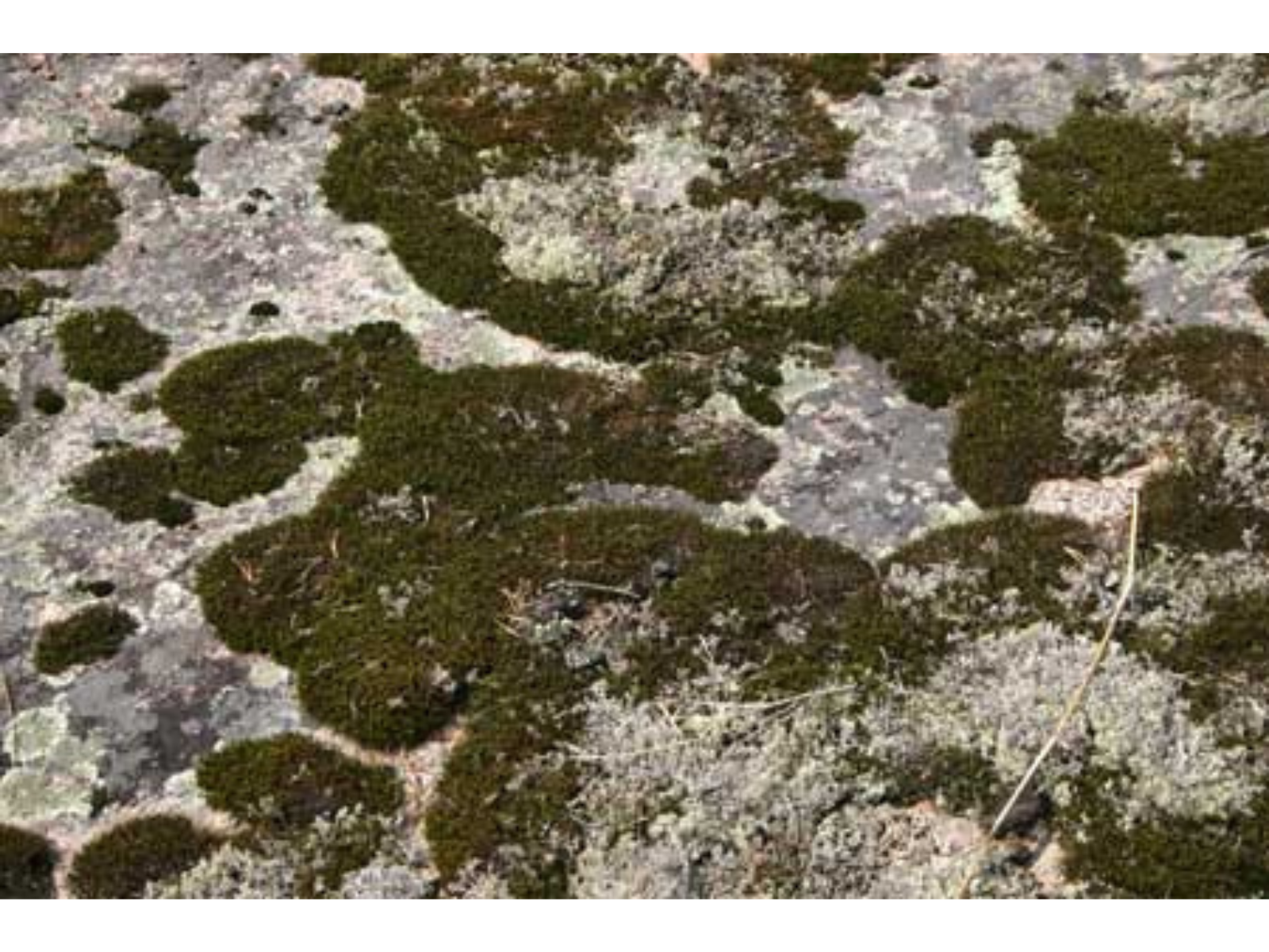 Looking down at a rock surface with patches of dark green moss growing on it.