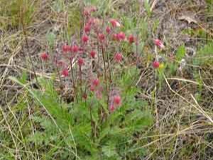 A low-growing plant with small pink flowers at the tops of long stems.