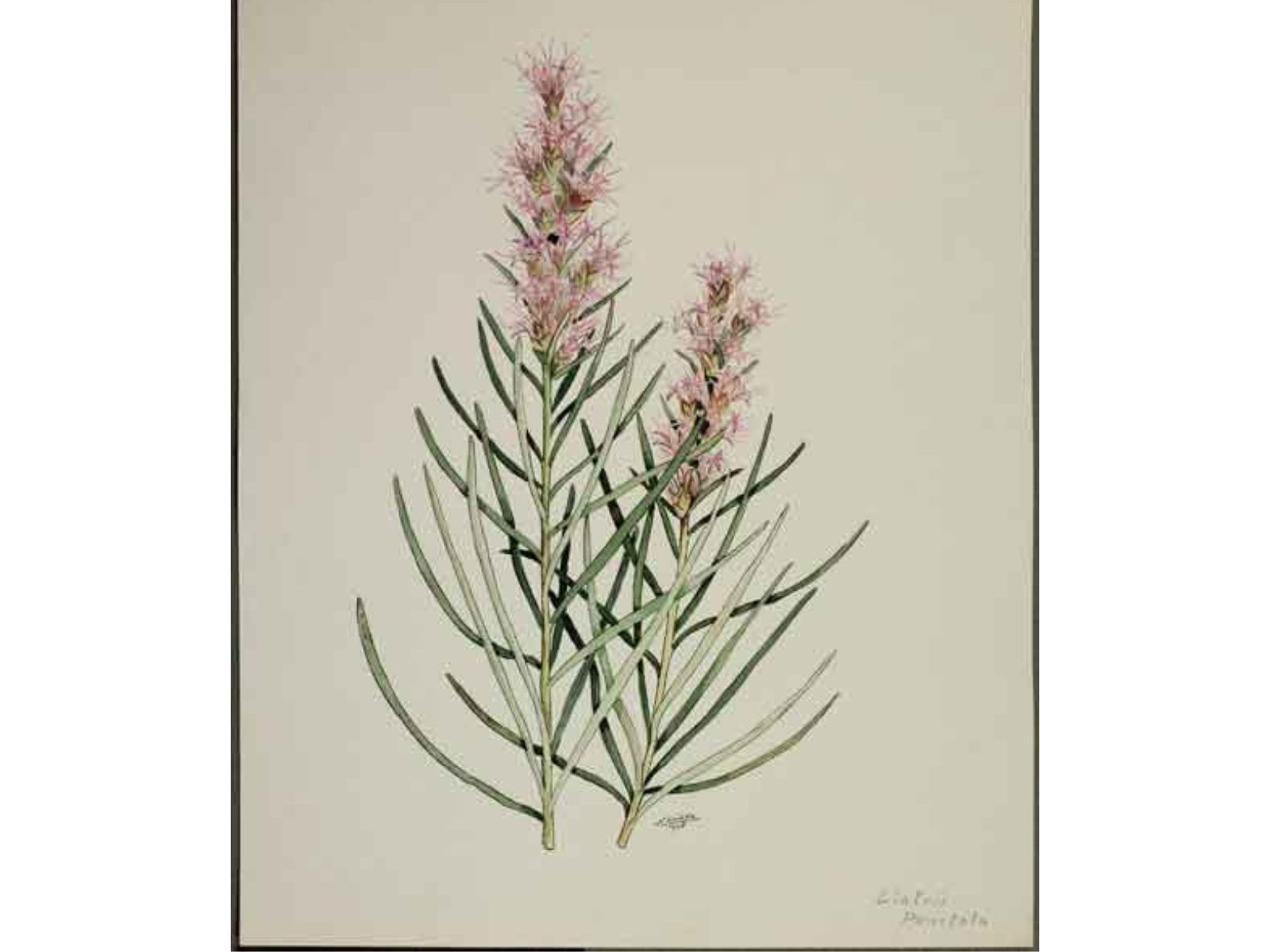 A watercolour painting of flowers with fluffy purple flowers at the top of stems with long thing leaves growing up it.