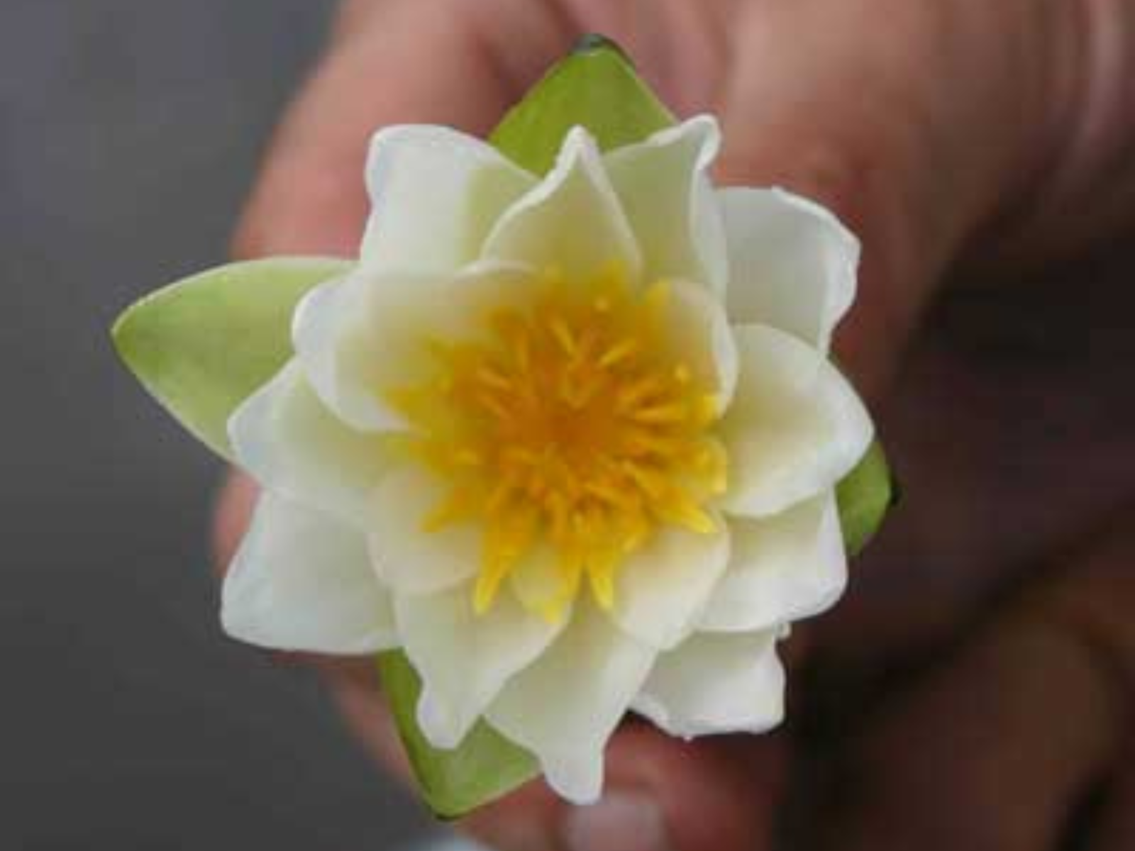 A small white water lily with a yellow centre held up in someone's hand.