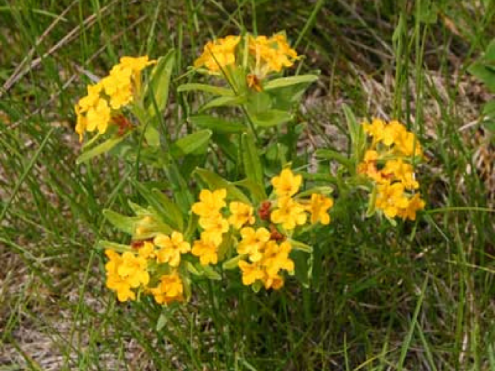 A low-growing plant with clusters of small yellow flowers: Hoary Puccoon.