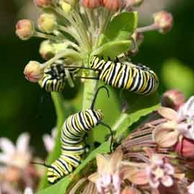 Three monarch caterpillars wrapped around the stems of a milkweed plant.