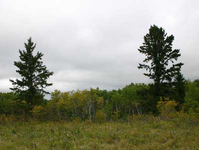 Looking out over a field towards a tree line on a cloudy, grey day.