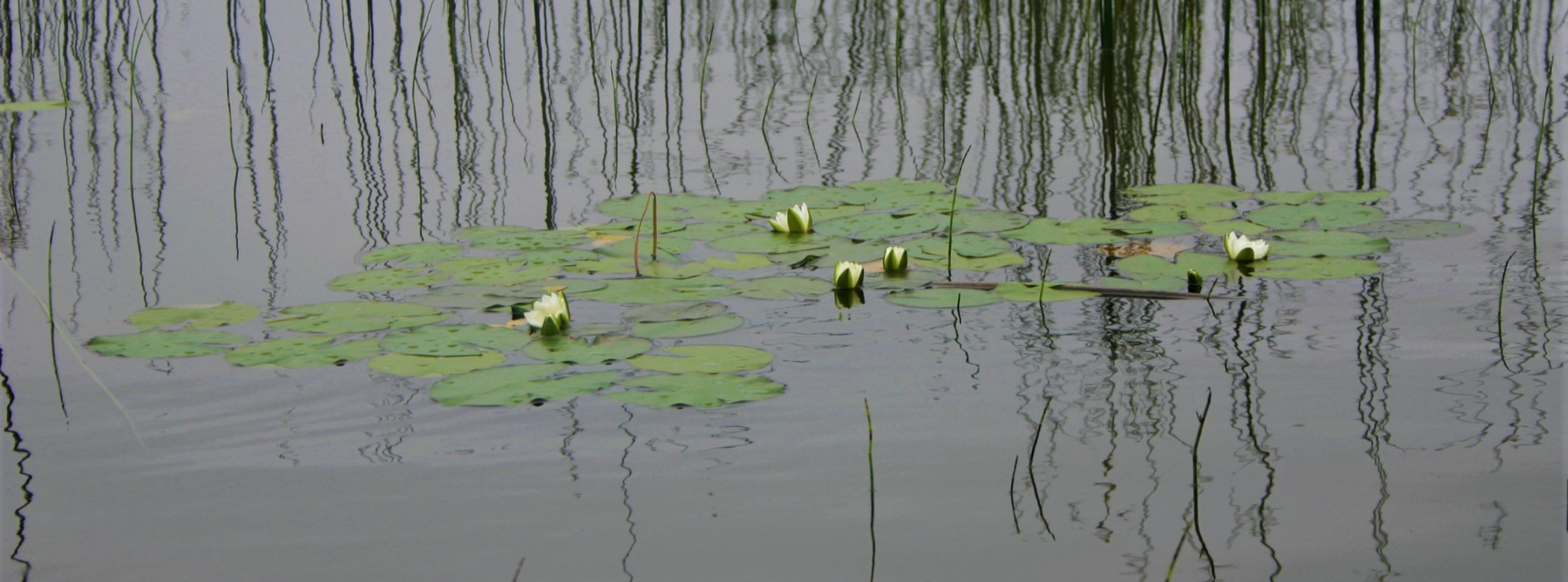 A patch of lily pads and water lilies on a water surface, with the reflection of reeds in the water.