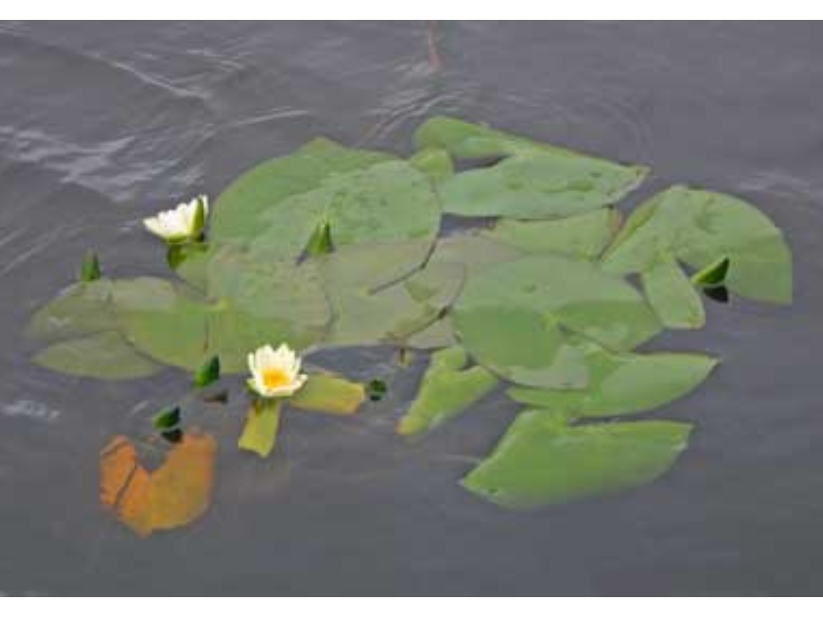 Close-up on a patch of lily pads and water lilies on a water surface.