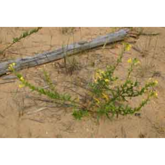 A low-growing plant in sandy soil. Its branches spread out, with small yellow flowers at the tips.