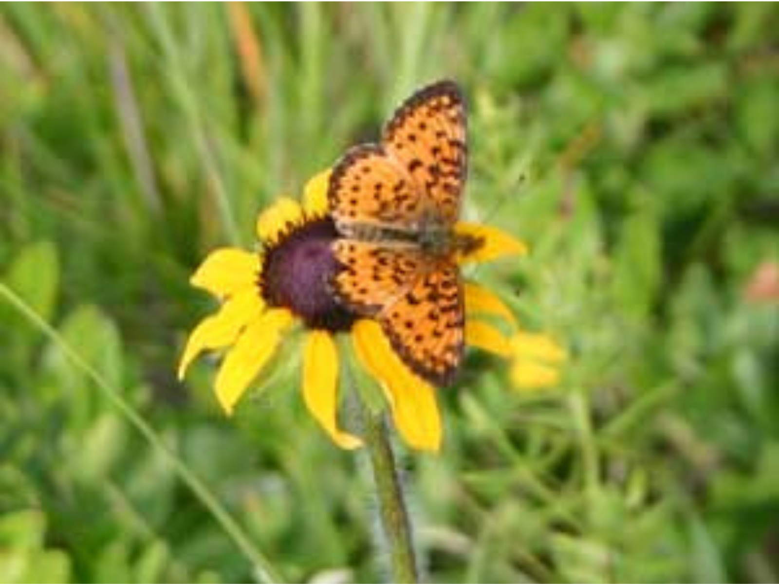 An orange butterfly with black spots on the wings perches on a yellow flower with a black centre.