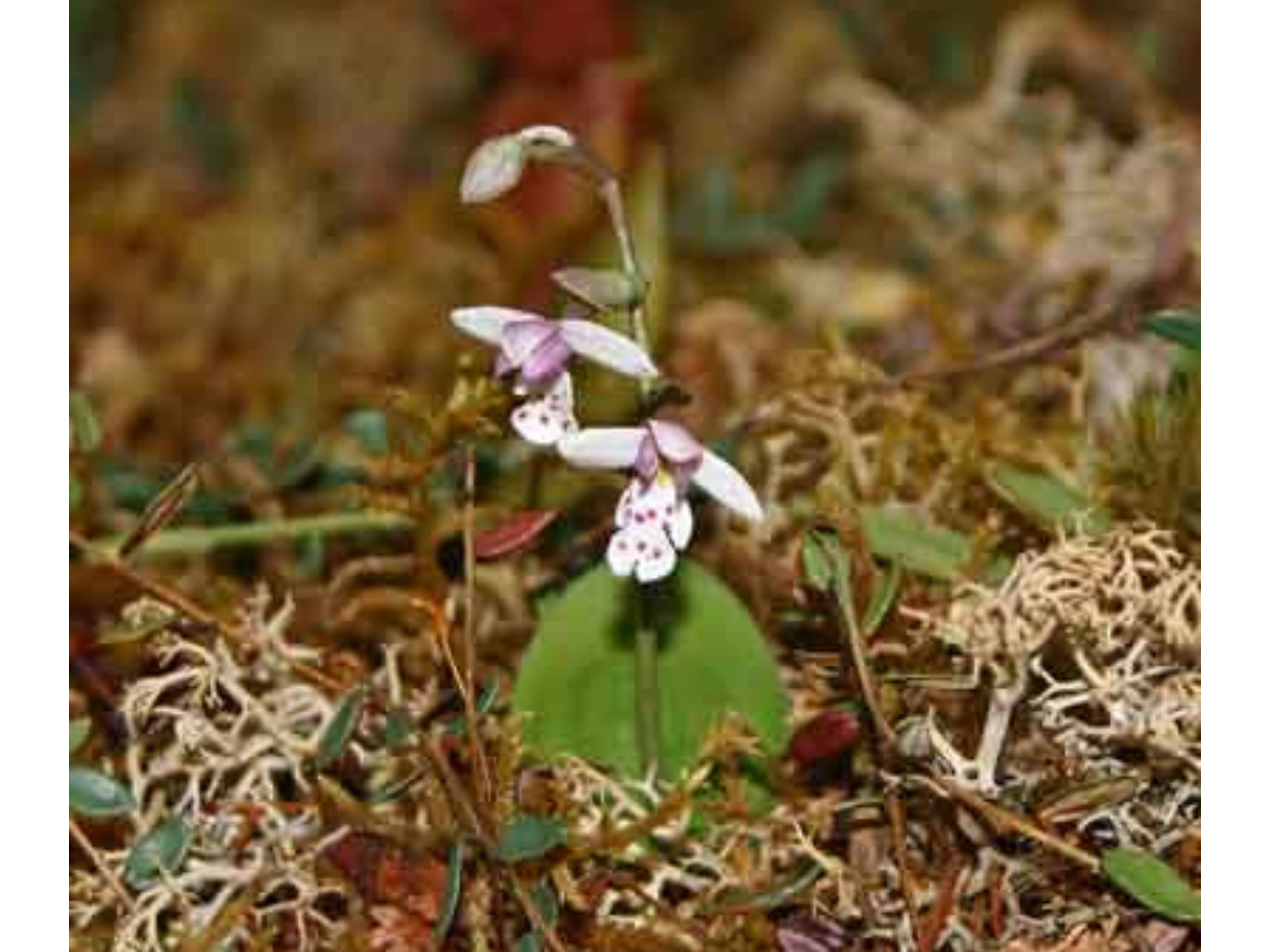 A small white and pink orchid in a diorama.