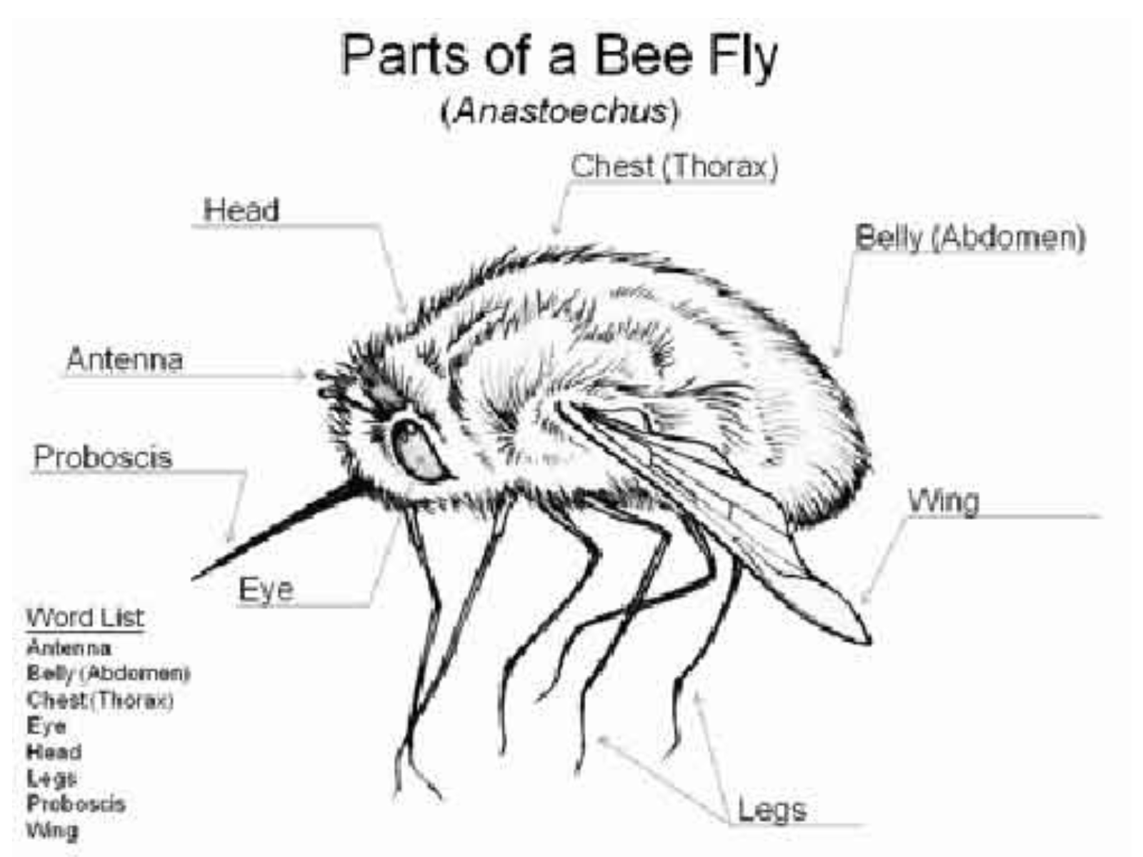 Diagram of a Bee fly with labels pointing out each of their parts.