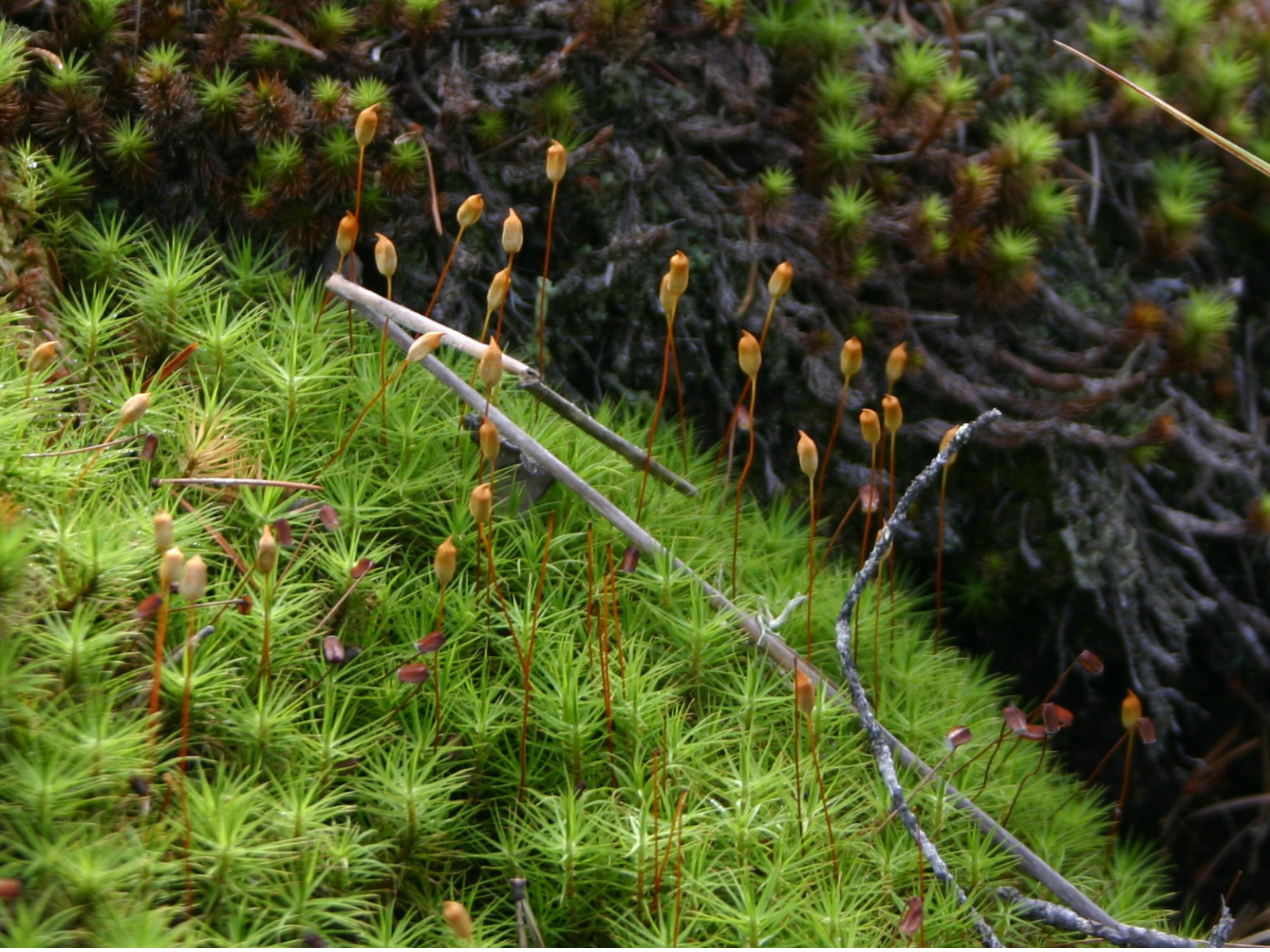 Close-up on tiny spores growing from moss like tiny trees.