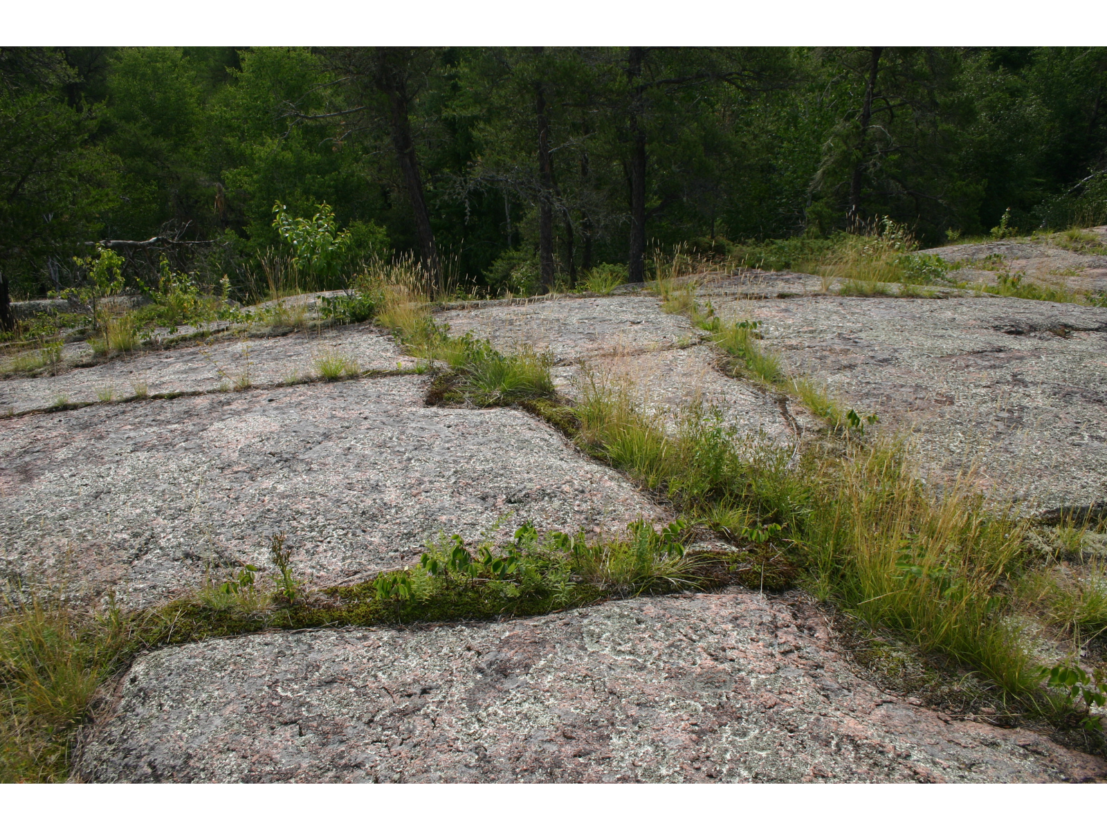 Looking out over a rocky surface where green grasses and plants are growing from cracks in the rock's surface.