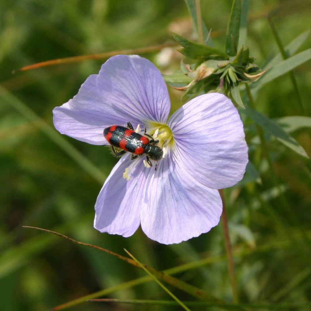 A red and black beetle crawling near the yellow centre of a four-petaled, light-blue flower.