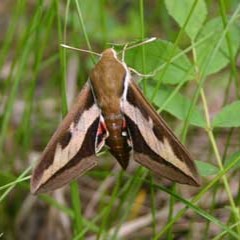 A brown Sphina moth resting on a leaf, with its wings folded on its back like a triangle.