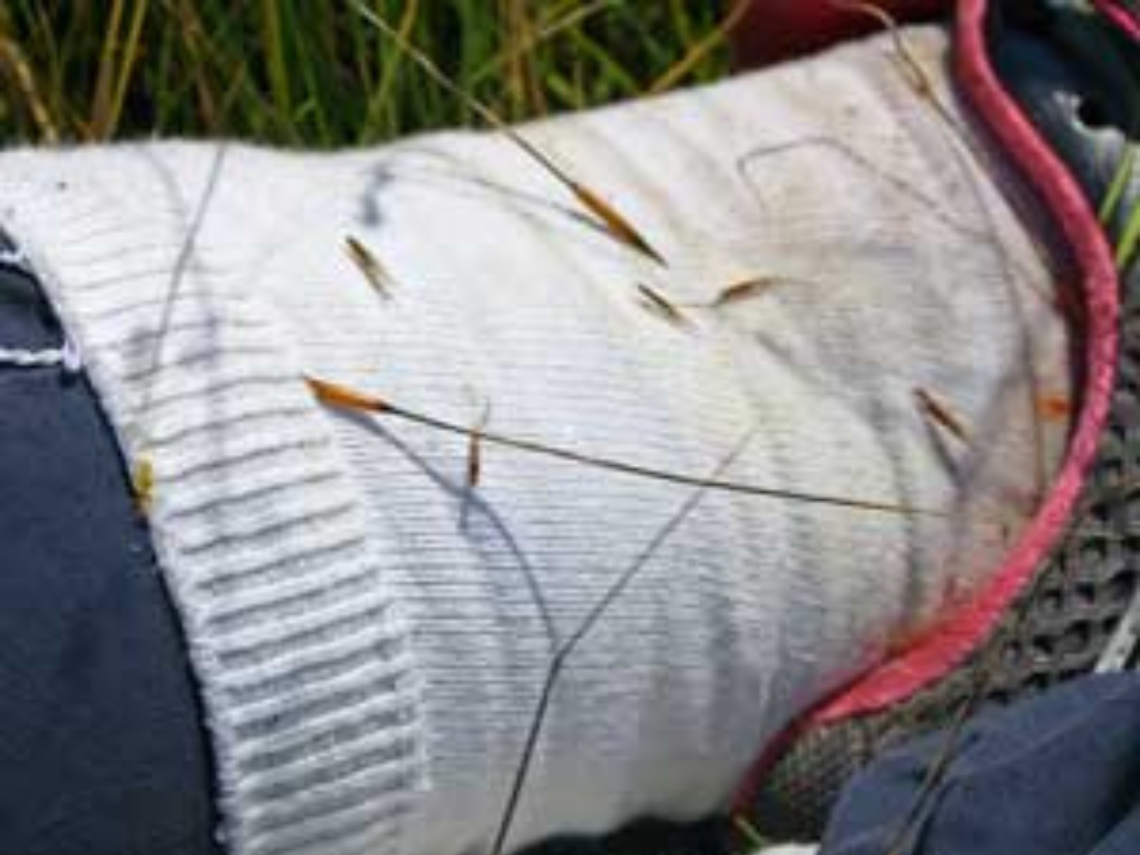 Close-up on Dr. Diana Bizecki Robson's white sock with shards of long grass with pointed tips embedded in the fabric.