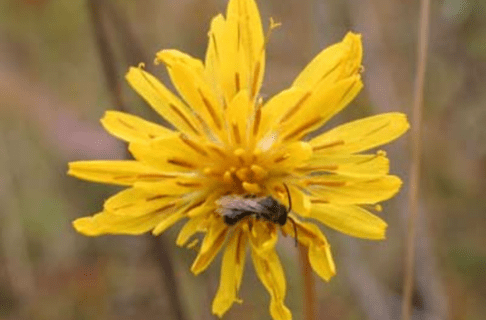 A small bee crawling along the top of a many-petaled yellow flower.