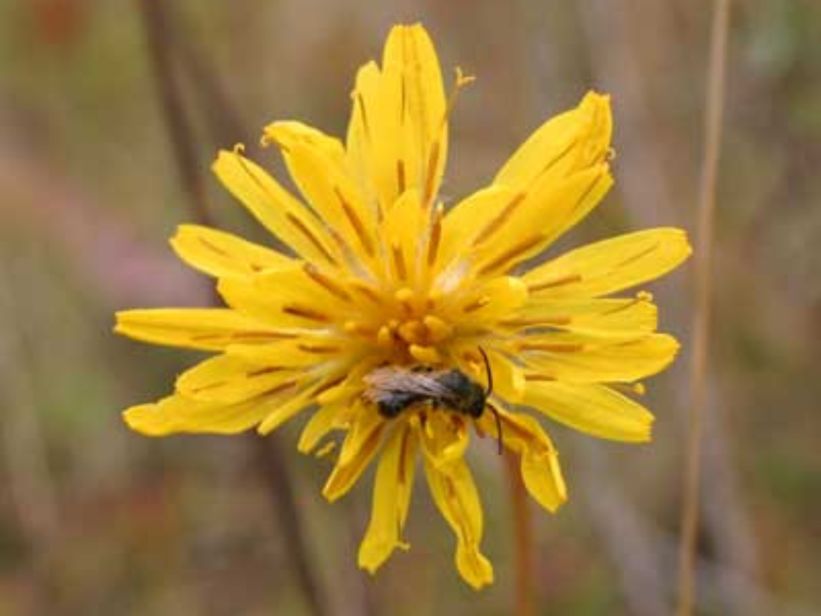 A small bee crawling along the top of a many-petaled yellow flower.