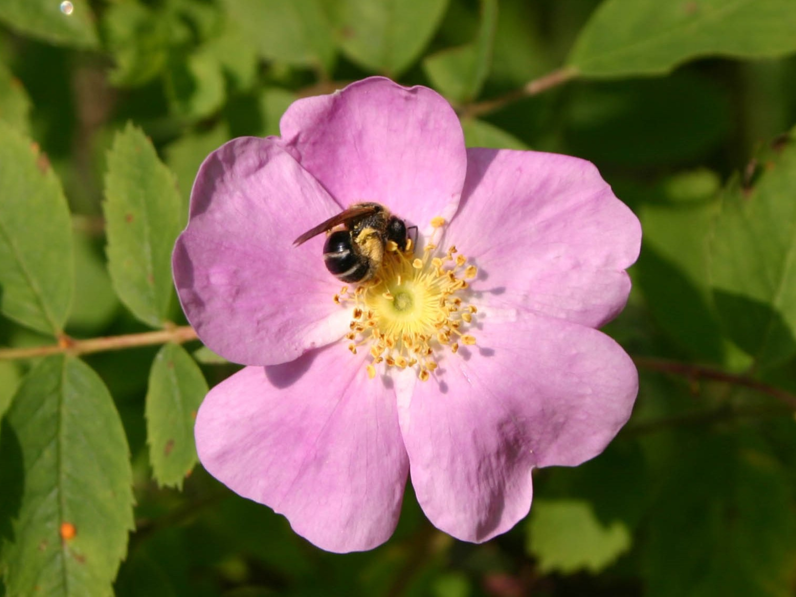 A small bee crawling around the yellow centre of a pink five-petaled flower.