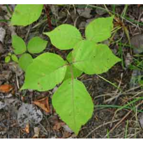 A photograph of the leaves of a poison ivy plant.