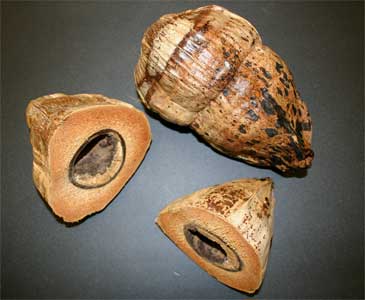 A oblong coconut beside a halved coconut, showing the hollow cavity in the centre.