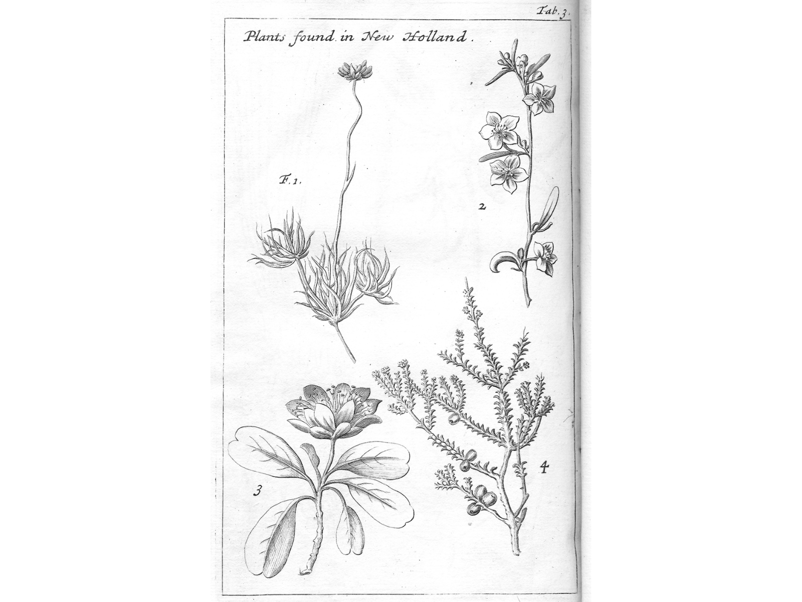 A page featuring drawings of four plants titled "Plants found in New Holland".