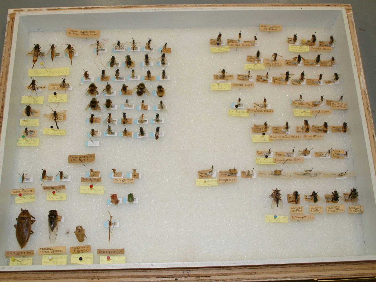 An open storage drawer containing a variety of pinned insect specimens.