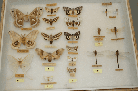 An open storage drawer containing a variety of pinned insects including moths and dragonflies.