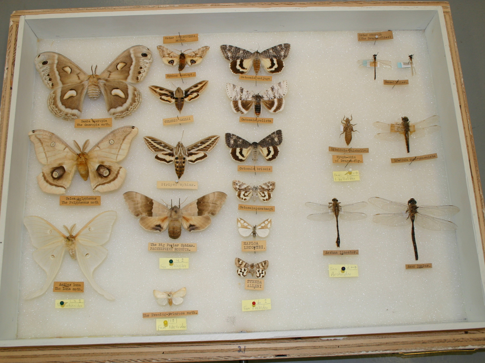 An open storage drawer containing a variety of pinned insects including moths and dragonflies.