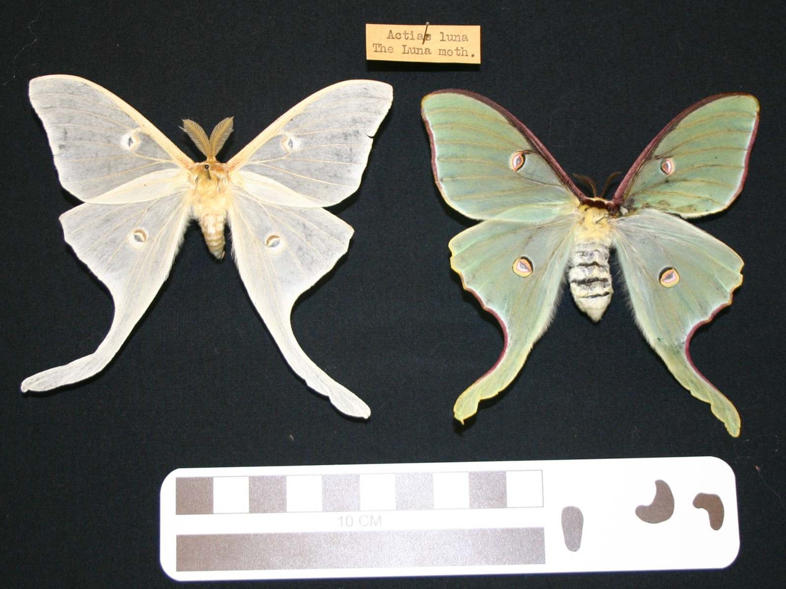 Two pinned Luna Moths with distinct colouration differences. the wings of the moth on the left is faded nearly to white, whereas the one on the right has green wings.