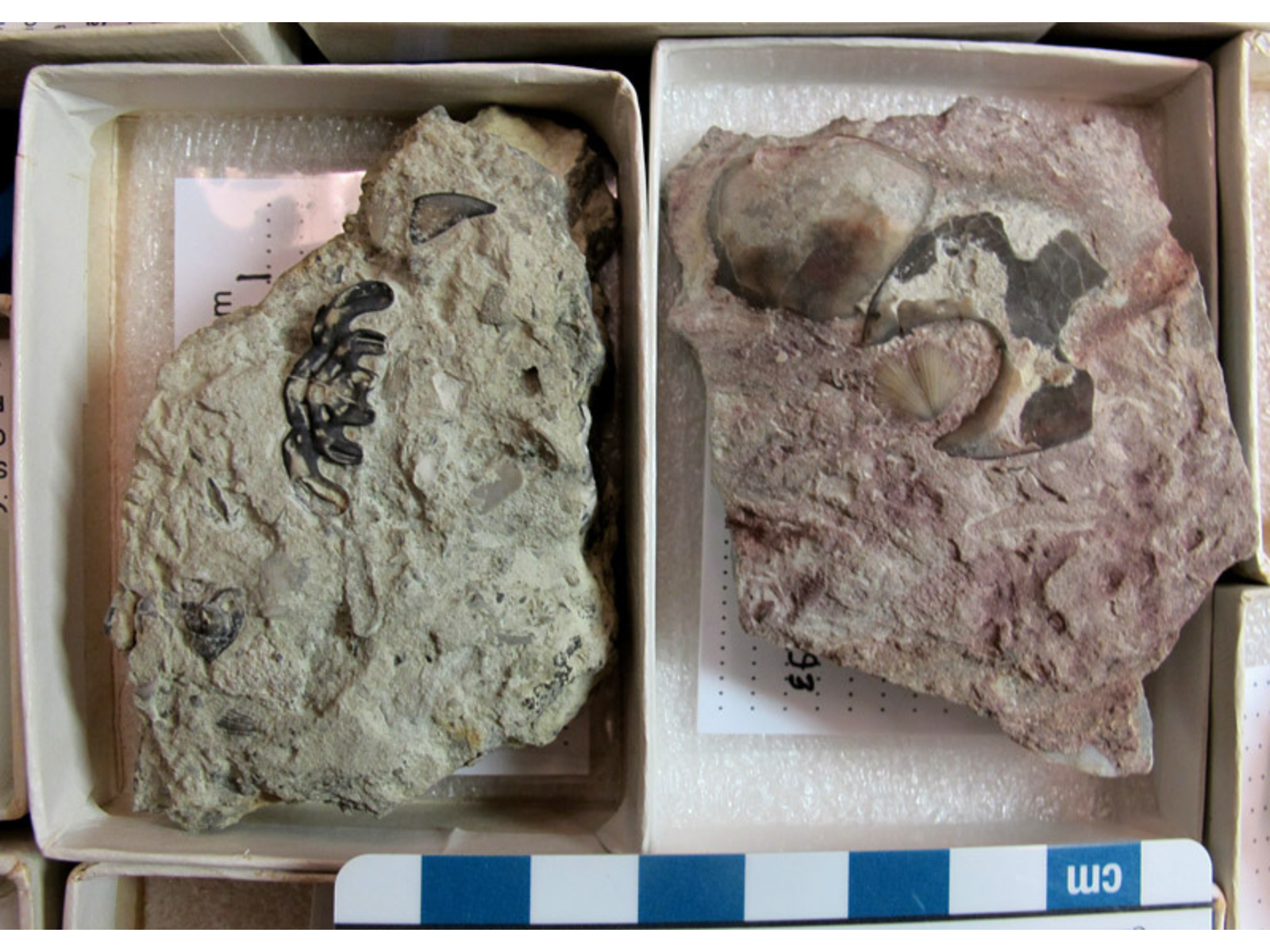 Two boxed trilobite specimen components in storage.