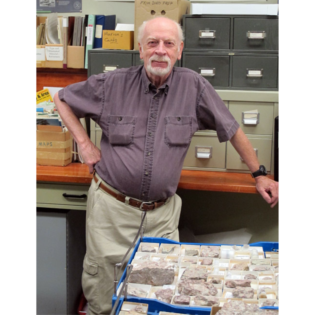 Volunteer Ed Dobrzanski standing with one hand on his hip in front of a tray of trilobite specimens.