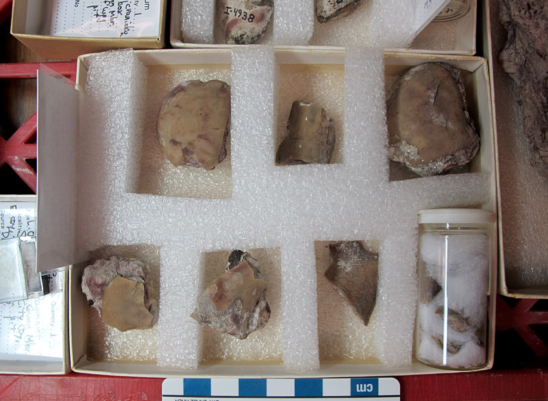 Close up on a small box with six fossil pieces laid in cut-out foam beds, and a vial with cotton and smaller fossil pieces.