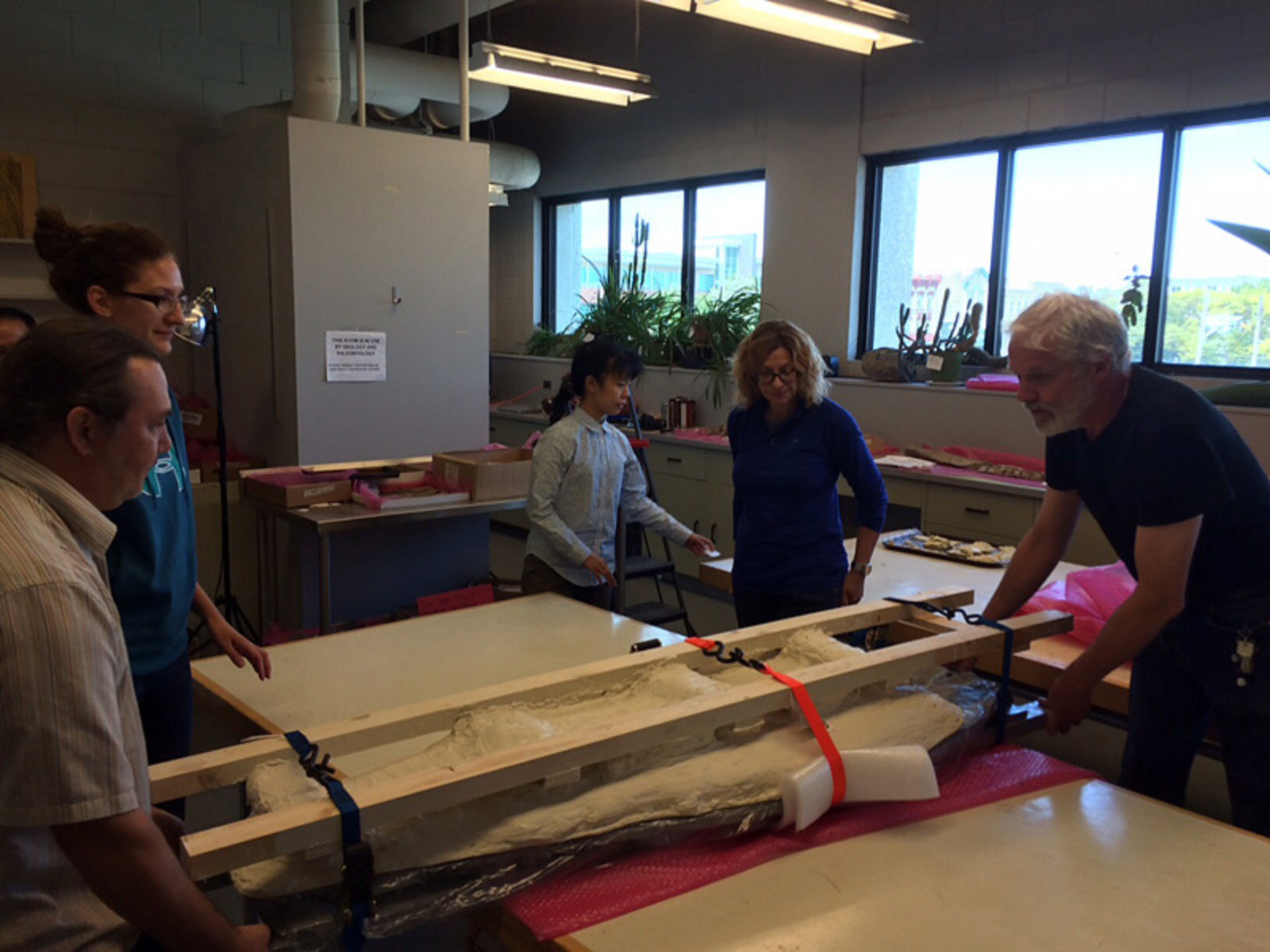 Five people standing around a table, with a cradled fossil on it. Long boards securaed either side of the fossil hang off each end of the table to facilitate a smooth flip.