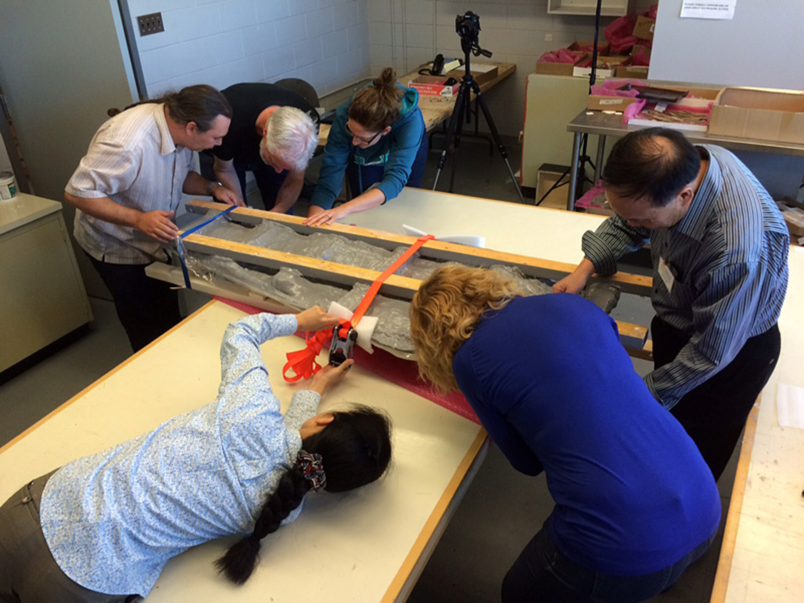 Six people, three at either end, bent over to check the condition of the cradled plesiosaur skull post-flip.