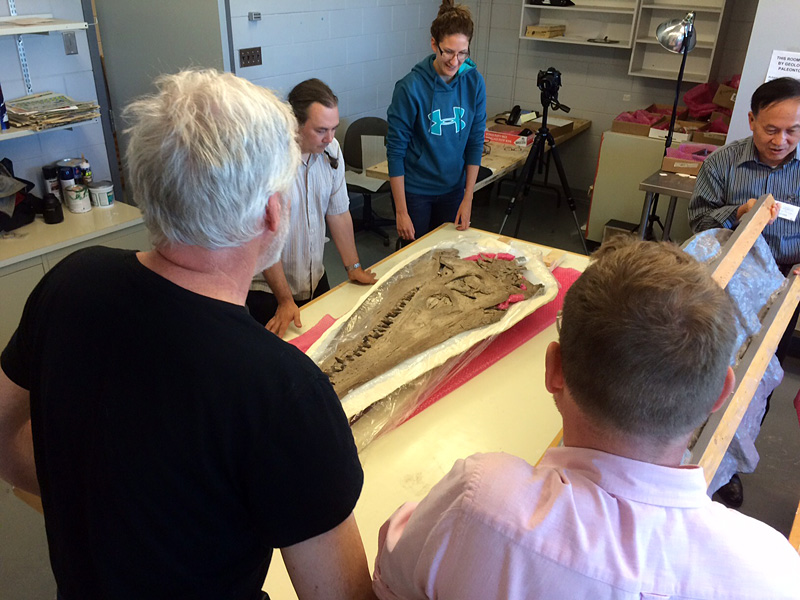 The flipped plesiosaur skull on the table with the cradle and "lid" removed, as five people stand around the table looking at it.