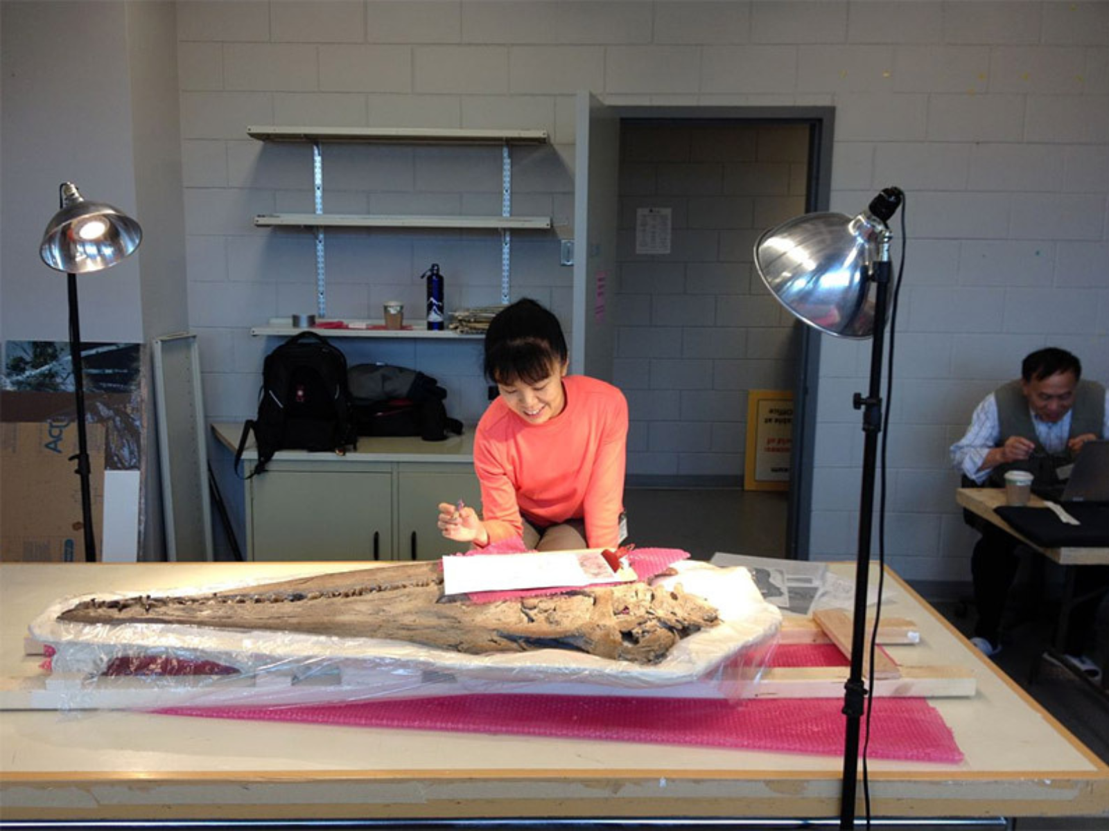 A smiling researcher with a clipboard bends over the plesiosaur skull laid out on the table, illuminated by two spot lights. In the background a second research sits at a desk working on a laptop.