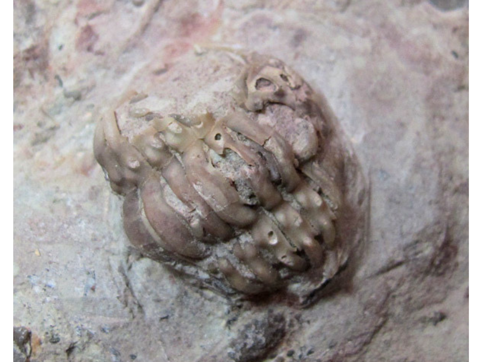 Close up on a fossilized cheirurid trilobite.