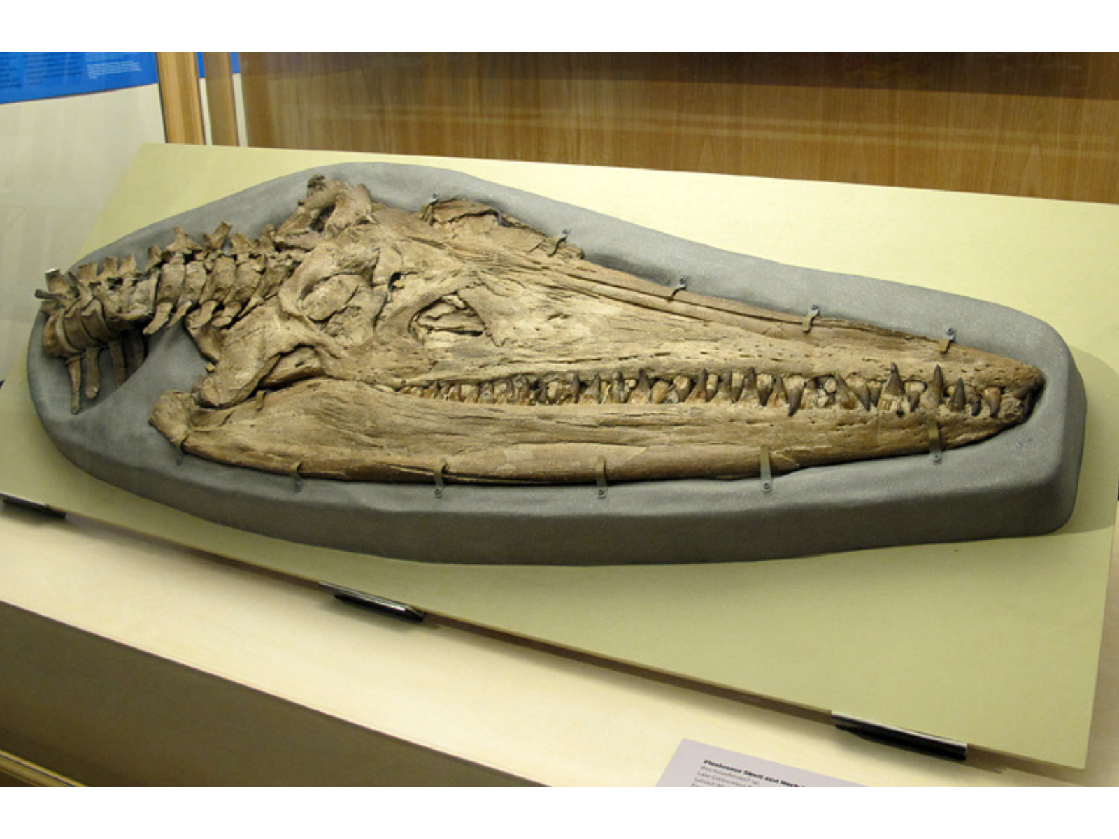 A plesiosaur skull fossil in a display mount. A large aquatic dinosaur with a long snout like mouth full of teeth.